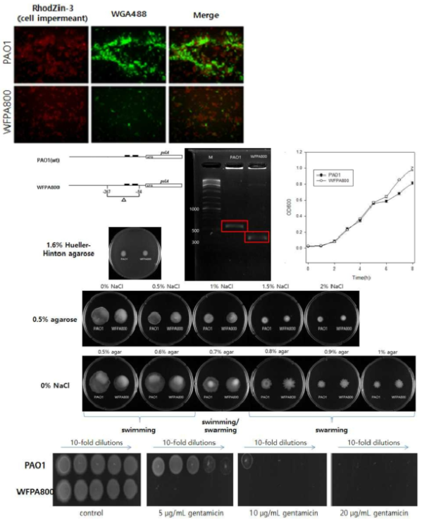 (위) 야생균주 녹농균 PAO1과 psl 오페론 프로모터를 제거한 돌연변이의 성장속도 (위), 운동성 (중간)과 겐타마이신에 대한 spot-dilution 테스트 (아래). (옆) 야생균주 녹농균 PAO1와 psl 오페론 프로모터를 제거한 돌연변이 균주 WFPA800의 flow-cell 배양과 WGA488 형광염색을 이용한 다당류 합성과 바이오필름 형성 비교분석. 세포막이 손상된 사멸 세포 층을 Zn(2+) chemosensor RhodZin-3AM를 이용하여 관찰하였음