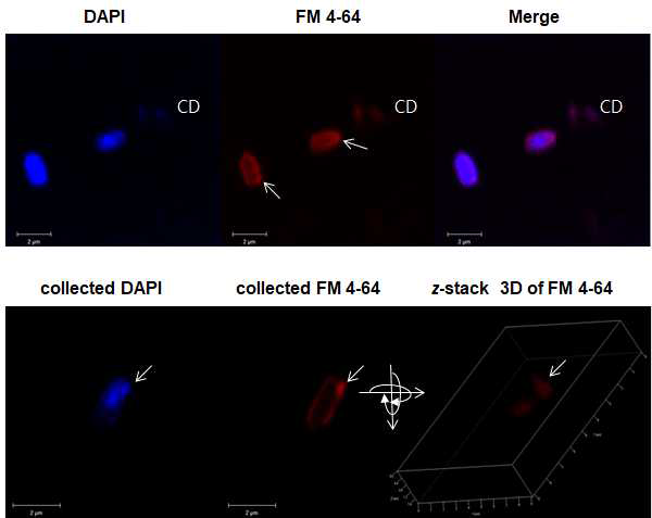 살모넬라 염색체의 mdsABC 유전자를 제거한 균주에 동일한 mdsABC 유전자를 pKAN6 플라스미드에 삽입하여 과발현한 돌연변이 (MT)의 큰 소포체 형성과 세포 파괴 세포막 형광프로브 FM4-64로 염색하여 관찰한 공초점 형광현미경 이미지. 세포 내 염색체 DNA를 DAPI로 염색하였음