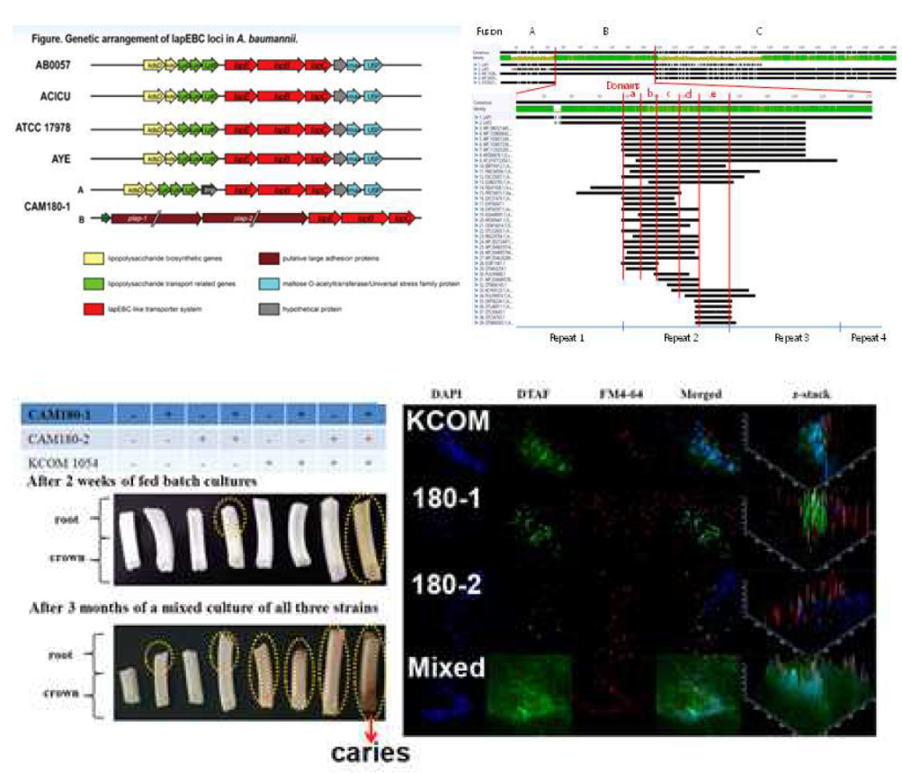 (위) 소아 구강에서 분리한 A. baumannii CAM180-1 전장 유전체 및 비교유전체 분석을 통하여 발견한 부착단백질 pLap 오페론의 유전자 구성 (좌)과 유전자 재조합 패분석과 분류계통학적 분석을 통한 키메라 Lap 단백질의 탄뎀반복서열 정렬 (우). (아래) 치아 우식 (좌)에 치아표면 부착과 바이오필름 (플라그) 형성 (우)에 영향을 주는 CAM180-1의 특성