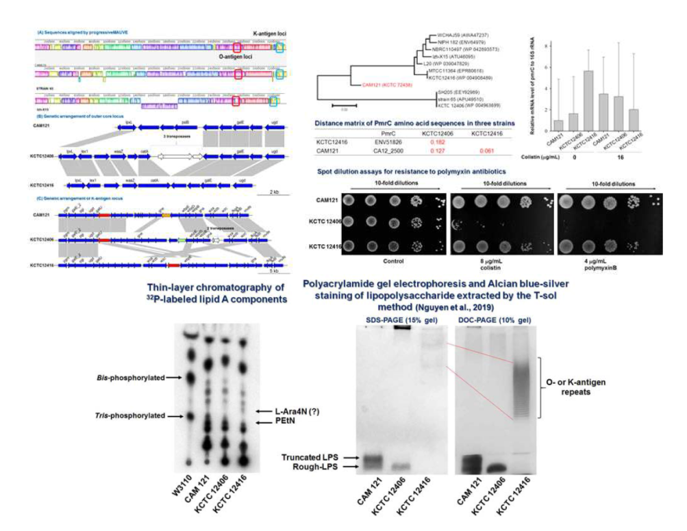 (위) A. junii CAM121 전장 유전체 및 비교유전체 분석을 통하여 세표표면 (지질) 다당류를 합성하는 O-와 K-antigen 부위의 유전자 변이 분석과 lipid A 변형에 관여하 pmrC 키메라 유전자의 분류계통학적 분석을 통하여 상동성이 다른 참조균주 KCTC12416 과 KCTC 12406을 포함한 pmrC 유전자의 상대적 발현 수준 (ΔΔCq) 분석과 콜스틴과 폴리믹신 B에 대한 spot-dilution 테스트. (아럐)방사성 동위원소 (P32)로 표기한 lipid A 추출물의 silicate thin-layer chromatogram (좌)와 LPS 추출물의 겔 전기영동 및 alcian blue-silver 염색법 (Nguyen et al., 2019)을 이용한 비교분석. Lipid A 표준물질로써 동일한 조건에서 배양한 Escherichia coli W3110의 추출물을 포함하였음