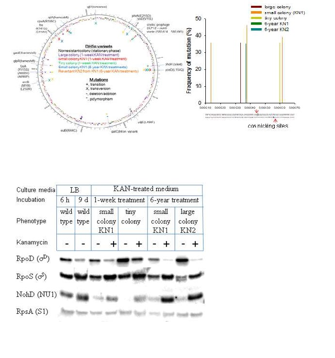 (위) 다양한 크기의 항생제 내성 콜로니들의 염색체 DNA에 포함된 돌연변이 위치 (좌)와 DLP12 λ cos 절단지점 근처에 분포한 단일염기다형성의 빈도 (우). (옆) 야생균주의 지수성장기 (6 h)와 정체기 (9 h) 세포와 가나마이신 (40 μg/mL)을 처리하거나 처리하지 않은 LB 배지에서 배양한 항 생제 내성 돌연변이 균주들 (KN1과 KN2) 의 프로파지 λ terminase NohD (NU1)와 RpoS/RpoD의 발현 수준과 30S 리보솜 단백질 RpsA (S1)의 웨스턴 블랏 분석