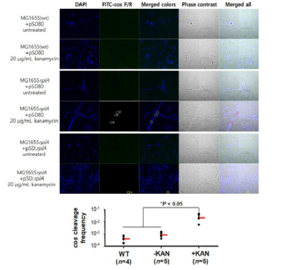 (위) 대장균 MG1655 야생균주와 염색체에서 rplA를 제거한 아미노글리코사이드 항생제 내성을 돌연변이 균주를 가나마이신 (20 μg/mL)을 처리한 배양액에서 1 시간 동안 배양한 후 cos-F/R 프 브를 이용하여 in situ hybridization으로 검출한 세포 형광이미지(위)와 cos cleavage 발생빈도 (아래). 독립적인 세포 배양액 (n = 4 ~5)에서 측정한 결과들을 양측검정 t-테스트로 분석하여 통계학적으로 유의미한 차이 (P < 0.05)를 결정하였다