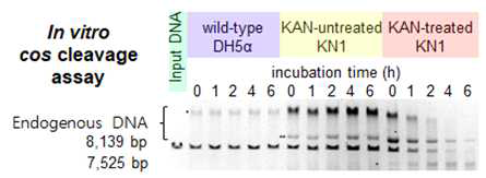 정상적인 대장균 (wild type)과 항생제 내성을 유도하는 rplA frameshift 돌연변이 균주 KN1을 가나마이신 (40 μg/mL)을 처리한 배양액과 항생제를 처리하지 않은 LB배지에서 탁도 (OD600nm) 0.5 정도로 배양한 후 원심분리한 세포에서 추출한 세포질 단백질 (100 μg/lane)을 linear fosmid DNA 10 ng과 혼합하여 0, 1, 2, 4, 6 시간 동안 섭씨 37도에서 배양한 반응물을 겔 전기영동하여 기질 (8,319 bp)와 분해산물 (7,525 bp)을 분리하였음