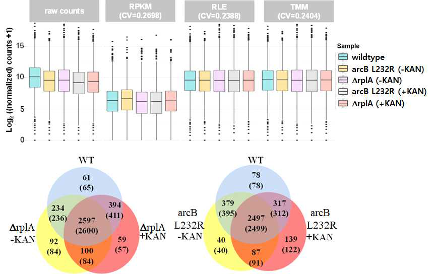 가나마이신 (KAN)을 처리하거나 처리하지 않은 항생제 내성 돌연변이 (rplA frameshift, arcB L232R)와 야생균주의 전사체 분석 (RNA-Seq). (위) RNA-Seq 데이터를 RPKM, RLE, TMM 방법으로 표준한 데이터들의 박스 플롯과 분산계수 (coefficient variance CV). TMM 방법으로 표준화한 데이터들을 비교분석하여 가나마이신을 처리한 rplA frameshift와 arcB L232R 돌연변이에서 2배 이상 차이나는 유전자수를 나타낸 벤다이어그램. RLE방법으로 표준화한 데이터들을 비교한 벤다이어그램의 유전자수를 괄호 안에 표시함