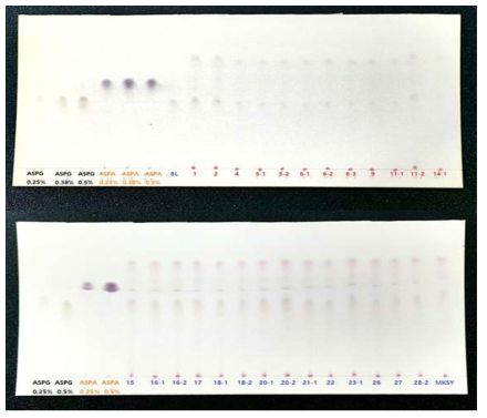 TLC analysis of L-asparaginase producing bacterial culture supernatants incubated for 24 h. ASPG, L-asparagine; ASPA, Aspartic acid; BL, Broth (added asparagine); 1 ~ 11-2, Bacteria screened from Korean fermented soy sauce; 14-1 ~ 23-1, Bacteria screened from Korean fermented soy pastes (Doenjang); 26 ~ 28-2, Bacteria screened from Korean fermented soy pastes (Chungkukjang); MKSY, L-asparaginase producing bacteria (B. methylotrophicus MKSY2013)