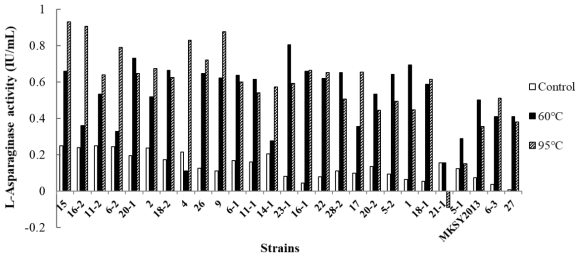 L-Asparaginase activity of screened bacterial culture supernatant heated for 10 min at 60, 95°C