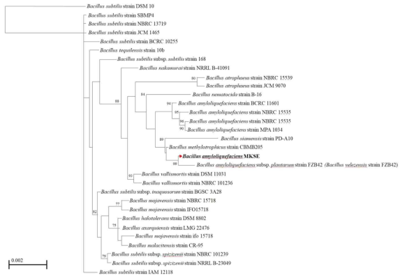 Phylogenetic tree based on 16S rRNA sequences of B. amyloliquefaciens MKSE and related Bacillus species