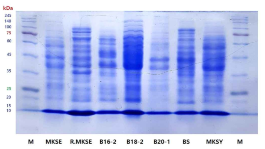 Whole cell protein pattern analysis of producing thermostable L-asparaginase bacteria and other bacteria by SDS-PAGE. M, Standard marker; MKSE, B16-2 ~ 20-1, L-asparaginase producing bacteria; R.MKSE, E.coli BL21(DE3) expressed L-asparaginase gene derived from MKSE; BS, B. subtilis; MKSY, B. methylotrophicus MKSY2013)