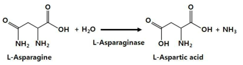 Asparaginase의 촉매반응