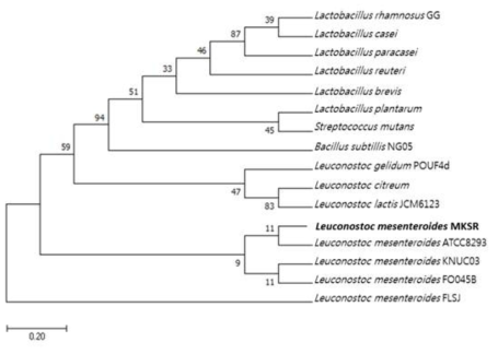 Phylogenetic tree of L. mesenteroides MKSR and related species of genera Lactobacillus and Leuconostoc