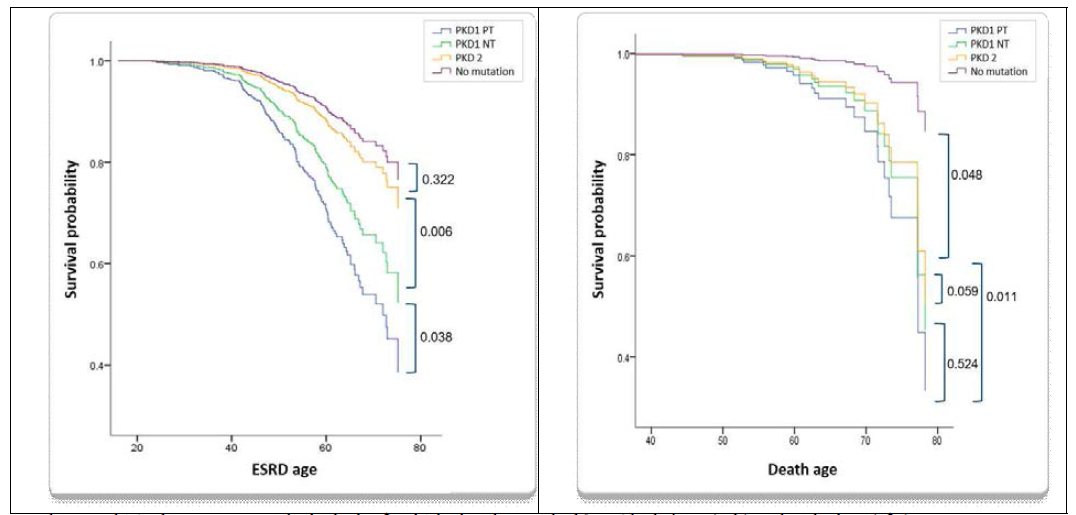 한국인 ADPKD 환자에서 유전형에 따른 신기능 악화속도(좌) 및 사망률(우)