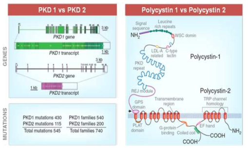 PKD1,2 exon 및 PC1, PC2 단백질의 구조