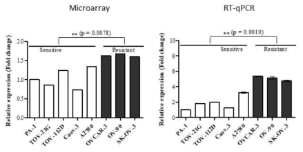 Cisplatin 민감성/내성 난소암 세포주에서 PARP4 유전자의 발현양상