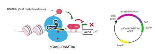 dCAS9-effector fusion system을 이용한 DNA methylation 변이 교정 원리 및 vector map