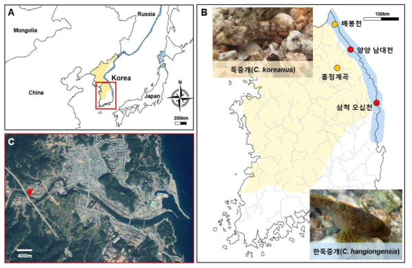 연구대상종 시료 채취 지역 및 서식분포. (A) 둑중개(노란색 음영)와 한둑중개(파란색 음영)의 서식 분포. (B) 1차년도 채집지역(노란색원)과 2차년도 채집지역(빨간색원). (C) 양양남대천 조사지점의 위성사진