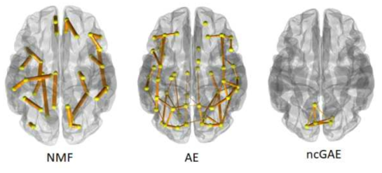 NMF, AE, ncGAE의 대표적 추출서브네트워크. NMF의 경우 연결되지 못한 분절된 서브네트워크를 추출하는 경향이 발생함. AE는 지엽적이지 못하고 뇌전체에 걸쳐서 나타나는 경향이 발견됨. ncGAE는 지엽적이며, 만드시 연결된 서브네트워크를 추출하여, 본 과제의 목적에 부합함