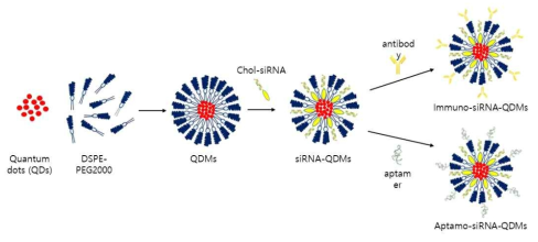 종양표적 siRNA/양자점 포획 지질 미셀 입자 제조과정