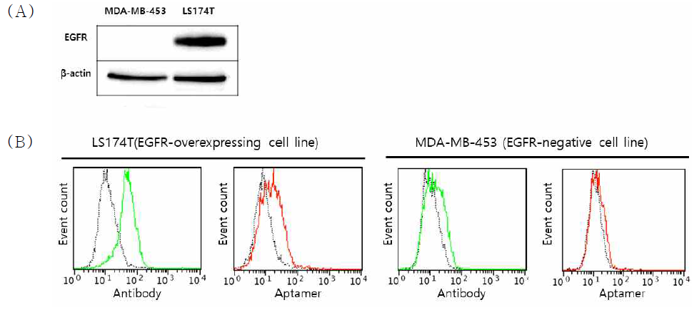 항EGFR 지질미셀 나노입자의 표적세포 선택적 전달활성. EGFR 고발현 세포주 (LS174T)와 저발현 세포주(MDA-MB-231)의 EGFR 발현 비교를 위해 웨스턴 블롯을 통해 확인하였으며 (A), 해당 세포주에 종야표적 양자점포획 지질 미셀을 처리하여 유세포 분석기로 분석한 결과 표적 세포에서 항체와 압타머 모두 대조 세포주보다 더 많이 존재하는 것을 확인 하였음 (B)