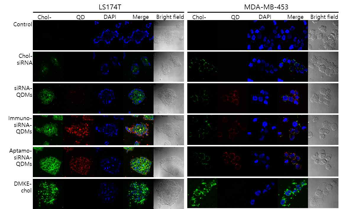 종양표적 siRNA/양자점 동시포획 지질 미셀의 종양 선택적 전달활성. Chol-siRNA와 양자점을 포획한 종양표적 지질미셀을 표적세포(LS174T)와 비표적세포(MDA-MB- 453)에 반응시킨 뒤 공초점 현미경으로 siRNA와 양자점 전달효율을 비교함