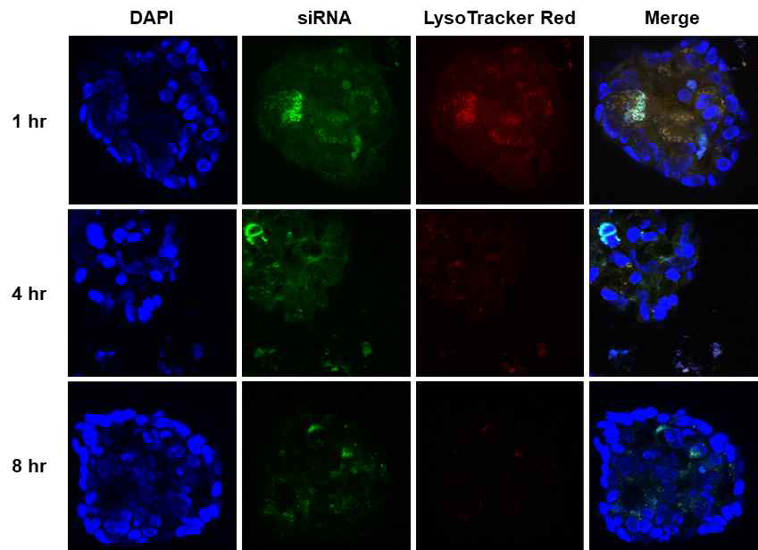 종양표적 siRNA/양자점 동시포획 지질미셀의 세포내 분포. 대상 세포주인 LS174T에 종양표적 지질미셀 입자를 처리하여 1시간, 4시간, 8시간 후에 세포질 내에서의 siRNA의 분포와 이동을 공초점 현미경으로 확인하였음