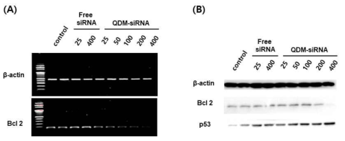 Bcl-2 siRNA/양자점 지질미셀 나노입자의 유전자전달 효율. 다양한 농도의 siRNA로 제조된 양자점/siRNA 동시포획 지질미셀을 대상세포주인 LS174T에 처리하고 RT-PCR(A)과 western blotting(B)을 통해 Bcl-2 발현정도를 비교 분석함