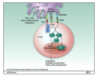 PD-1 및 PD-L1에 의한 면역 검문 과정에 대한 모식도Clin Cancer Res