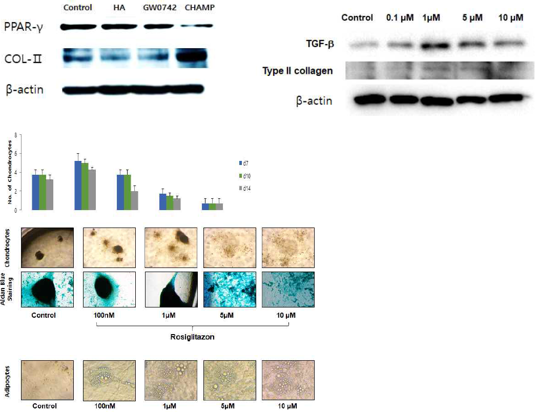 As a result of treatment with PPAR gamma agonist, Rosiglitazone 0.1 ~ 10 uM in the chondrocytes differentiation model from wharton's Jelly derived mesenchymal stem cells, the number of chondrocytes were decreased and the adipogenesis were increased in dose dependent manner