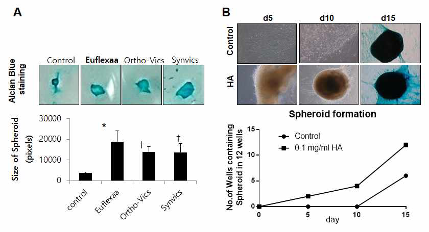 hBM-derived MSCs were treated with 0.1 mg/ml Hyaluronic acid during chondrogenesis in 24 well plate. Clinical HAs for relieving pain of Osteoarthritis were used (Euflexaa, Ortho-Vics, and Synvics, repectively). At day 14, chondrocytes were stained with 1% Alcian blue and spheroid size were measured by Metamorph (A). Frequency of spheroid formation were counted day 5, 10 and 15 (B). * and ‡ vs control, p<0.05,† vs control,p<0.01