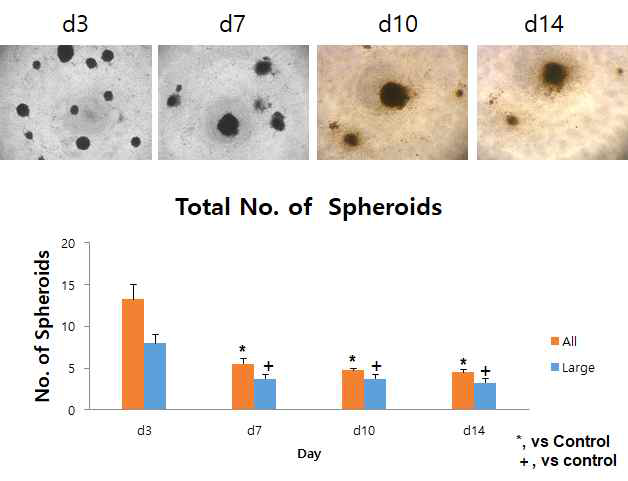 hBM-derived MSCs were treated on Hyaluronic acid (70uL) during chondrogenesis in 96 well plate. At day 14, the number of spheroid were counted as chondrocytes by size. Frequency of spheroid formation were counted day 3, 7, 10 and 14. * vs control, p<0.05, † vs control, p<0.01