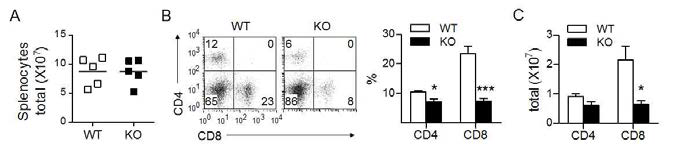 LCMV 감염에 의해 유도되는 CD8+T 세포의 증가 정도 분석. 바이러스 감염 7일 후 TSC1flox/flox- CD4cre-(WT)와 TSC1flox/flox-CD4cre-(KO) 마우스 비장으로부터 CD4+T 세포 및 CD8+T 세포의 분포와 총 세포수를 유세포분석기를 이용하여 분석함. (A) 비장세포의 총 수. (B) 유세포분석기를 이용한 비장세포에서의 CD4, CD8 항원 발현 분석. (C) 감염된 마우스 비장에서 CD4+T 및 CD8+T 세포의 총 수