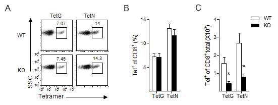 LCMV 항원 특이적 CD8+T 세포 생성율과 증가 정도 분석. LCMV를 TSC1flox-/flox- CD4cre-(WT) 및 TSC1flox-/flox-CD4cre-(KO) 마우스에 감염시키고, 7일 후에 GP33 및 NP396 항원에 대한 테트라머 TetG와 TetN을 이용하여 비장세포 내 바이러스 특이적 CD8+T 세포에 대한 생성율과 수를 유세포분석기를 통하여 분석함. (A) 비장세포 내 CD8+TetG+ 및 CD8+TetN+ T 세포 비율. (B) 비장세포 내 CD8+TetG+ 및 CD8+TetN+ T 세포수 (각각의 n수=5)