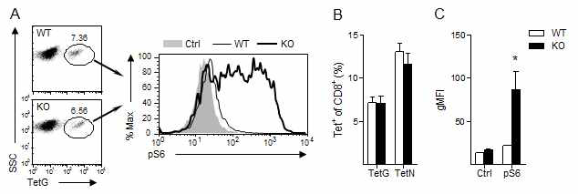 TSC1 결손 마우스의 LCMV 항원 특이적 CD8+T 세포에서의 mTORC1 신호 분석. LCMV를 WT 및 TSC1-KO 마우스에 감염시키고, 7일 후 CD8+TetG+에서의 S6 인산화를 항-pS6 항체 및 유세포분석기를 이용하여 분석함 (각각의 n수=3)