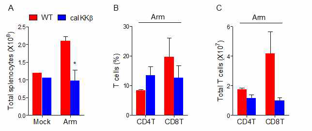 LCMV 감염에 의해 유도되는 CD8+T 세포의 증가 정도 분석. 바이러스 감염 7일 후 caIKKβ-CD4cre- (WT)와 caIKKβ-CD4cre+ (caIKKβ) 마우스 비장으로부터 CD4+T 세포 및 CD8+T 세포의 분포와 총 세포수를 유세포분석기를 이용하여 분석함. (A) 비장세포의 총 수. (B) 유세포분석기를 이용한 비장세포에서의 CD4, CD8 항원 발현 분석. (C) 감염된 마우스 비장에서 CD4+T 및 CD8+T 세포의 총 수
