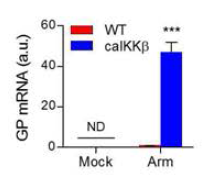 LCMV (Armstrong strain, Arm) 감염 1주일 후 caIKKβ형질전환 마우스에서의 바이러스 글리코프로테인 mRNA 발현 정도를 실시간 정량적 PCR법 (quantitative RT-PCR)을 이용하여 비교함. 실험에는 각각 3마리의 유전형 마우스가 사용됨