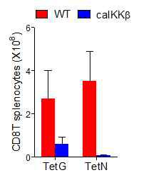 LCMV 항원 특이적 CD8+T 세포 증가 정도 분석. LCMV를 caIKKβ-CD4cre- (WT)와 caIKKβ-CD4cre+(caIKKβ) 마우스에 감염시키고, 7일 후에 GP33 및 NP396 항원에 대한 테트라머 TetG와 TetN을 이용하여 비장세포 내바이러스 특이적 CD8+T 세포에 대한 생성 정도를 분석함 (각각의 n수=4)
