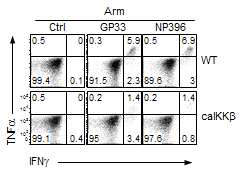 LCMV 항원 특이적 caIKKβ CD8+ T 세포 클론의 사이토카인 생성능 분석
