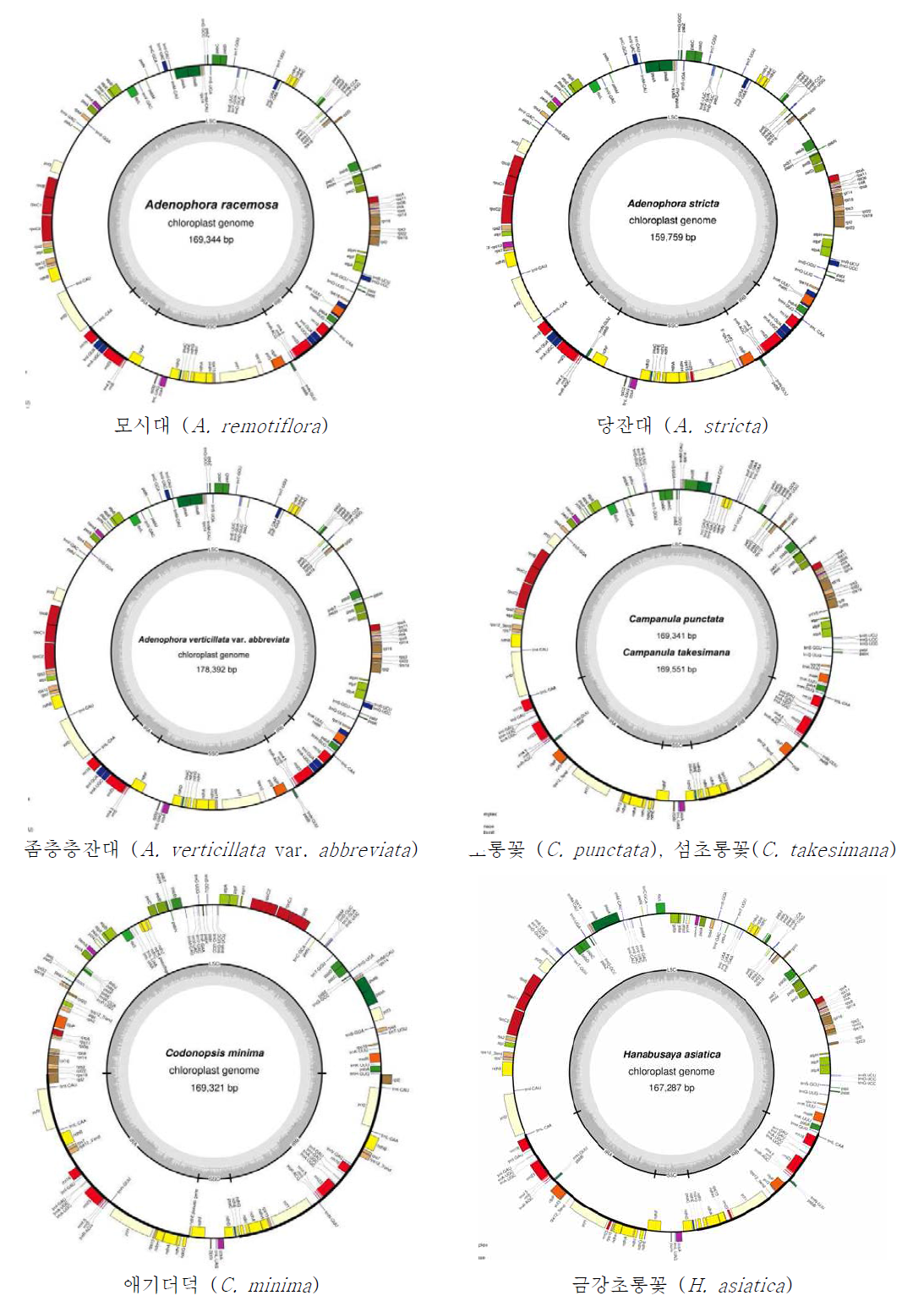 분석 완료된 11분류군의 엽록체 게놈 지도 (계속)