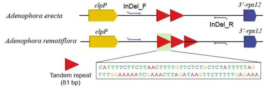 선모시대와 모시대의 rps12-clpP IGS지역의 tandem 비교