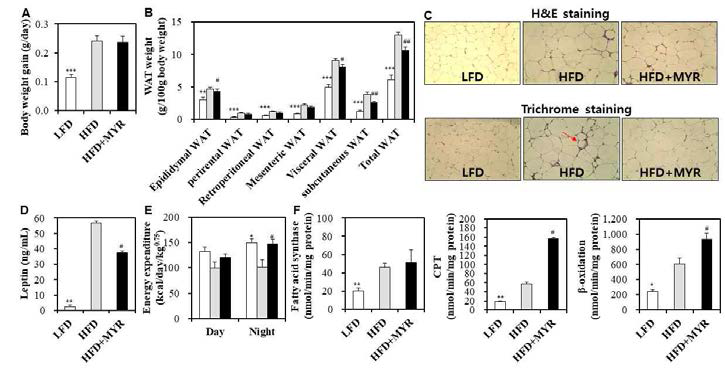 Effects of myricitrin on body weight (A), adipose tissue weight (B), adipose tissue morphology (C), plasma leptin level (D), energy expenditure (E), and afatty acid metabolism-related enzymes activities of adipose tissue (F) in C57BL/6J mice fed a high-fat diet. A, B, D-F: Mean±S.E.. *p<0.05, **p<0.01, ***p<0.001, LFD vs HFD. #p<0.05, ##p<0.01, HFD vs HFD+MYR. LFD; low-fat diet, HFD; high-fat diet, HFD+MYR; HFD + 0.02% (w/w) myricitrin, WAT; white adipose tissue, CPT; carnitine palmitoyl transferase. C: Magnification, 200×