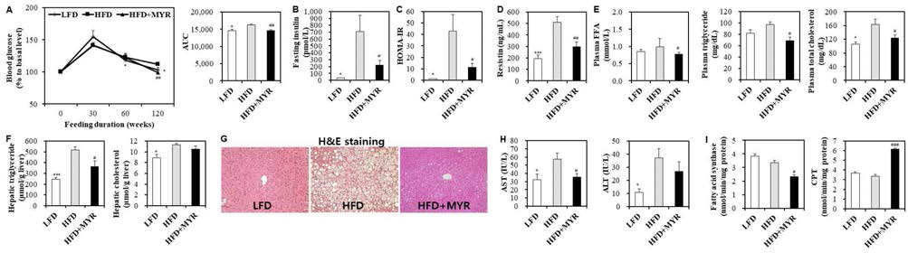 Effects of myricitrin on glucose tolerance (A), plasma insulin level (B), HOMA-IR (C), plasma resistin level (D), plasma lipids levels (E), hepatic lipids contents (F), liver morphology (G), plasma aminotransferases levels (H), and hepatic faty acid metabolism-related enzymes activities (I) in C57BL/6J mice fed a high-fat diet. A-F, H, I: Mean±S.E. *p<0.05, ***p<0.001, LFD vs HFD. #p<0.05, ##p<0.01, ##p<0.001 HFD vs HFD+MYR. HOMA-IR(homeostasis model assessment of insulin resistance): [fasting insulin (mU/L)×[fasting glucose (mg/dL)× 0.05551] / 22.5. LFD; low-fat diet, HFD; high-fat diet, HFD+MYR; HFD + 0.02% (w/w) myricitrin, CPT; carnitine palmitoyl transferase. G: Magnification, 200×