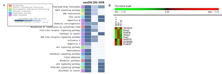 Hepatic microarray analysis. A: Kegg enrichiment heatmap sorted, B: Heatmap of differentially expressed genes in nonDM, DM and MYR groups