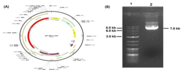 (A) Plasmid pET28a(+) showing the inserted SLP gene (2667 bp) with a total size of 7891 bp, (B) Agarose gel electrophoresis of SLP gene (2667 bp) cloned into pET28a(+). (1) DNA ladder (1 kb), (2) pET28a(+)-SLP construct