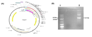 (A) Plasmid pCYN2-B10 showing the inserted anti-EGFR scFv gene (450 bp) with a total size of 3679 bp, (B) Agarose gel electrophoresis of anti-EGFR scFv (450 bp) cloned into pCYN2-B10. (1) DNA ladder (1 kb), (2) pCYN2-B10-anti-EGFR scFv construct
