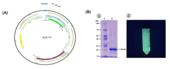 (A) Plasmid pQE60L showing the inserted green fluorescent protein (GFP) gene, (B) ① Sodium polyacrylamide gel electrophoresis (SDS-PAGE) analysis of purified GFP protein (26 kDa), ② The fluorescent image of purified GFP protein under UV-light illumination (365 nm).