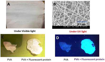 (A) PVA electrospun nanofibrous mat (B) SEM micrograph of PVA electrospun mat (C) PVA conjugated with green fluorescent protein (GFP) under visible light and (D) PVA conjugated with GFP showing fluorescence under UV light
