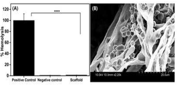 (A) Hemolysis assay of positive control (1% Triton X-100), negative control (1X DPBS) and scaffold. (B). SEM image of interaction of erythrocytes with scaffold