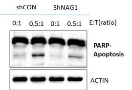 NK반응에 대한 NAG1의 역할