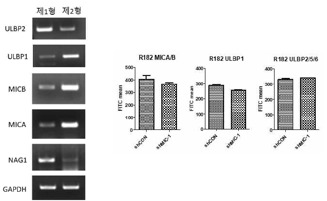 NKG2D 리간드의 RNA 및 표면 단백질 발현