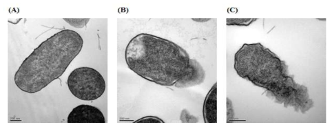 투과전자현미경(TEM) 분석을 통한 IPL 처리 병원성 식중독균의 세포 파괴
