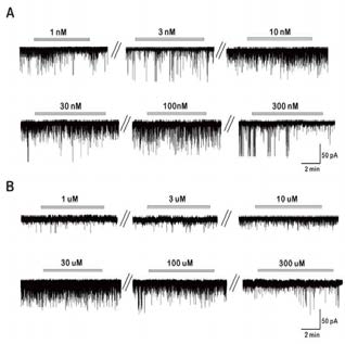 멜라토닌 농도에 따른 막전류의 변화(A, nanomolar, B, micromolar)